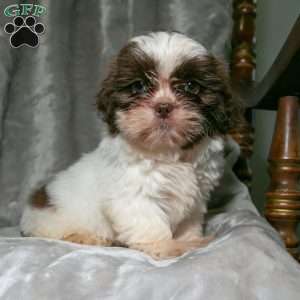 Suzie Q, Shih Tzu Puppy